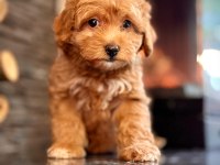 Zekasıyla büyüleyen hipoalerjenik 3 aylık Maltipoo