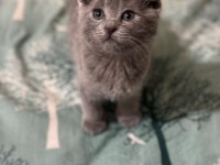 Erkek Yavru Scottish Fold