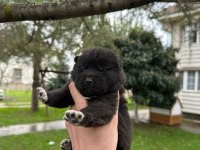 SAFKAN AMERİKA AKİTA YAVRULARIM