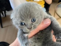 Scottish Fold Ve Straight