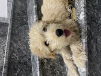 Maltipoo acil sahiplendirme