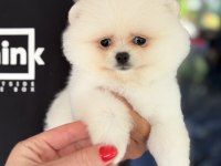 BİBLO DİŞİ KARBEYAZ POMERANİAN BOO