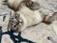 Dişi scottish fold kedimiz için yuva arıyoruz