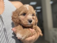 Yakışıklı Maltipoo Miniş