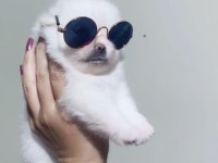 Kar Beyazı Pomeranian Boo Dişi Prensesimiz