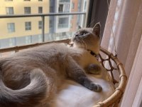 Safkan British Shorthair Dişimiz İçin DAMAT Arıyoruz