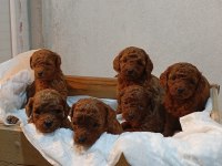 Toy Poodle Ve Kore Poodle En Küçük Boy Yavrular