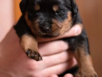 rottweiler yavrularımız