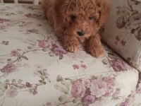 40 günlük toy poodle erkek yavrularım