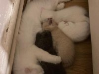4 TANE GÜZELLER GÜZELİ KRALLAR KRALI KEDİLER