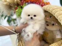 Mersin Pomeranian Yavruları