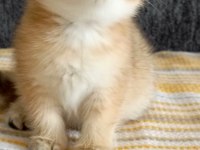 British golden dişi yavru
