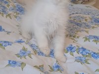 2 Erkek British Longhair Yavru Pet Olarak Sahiplendirilecek