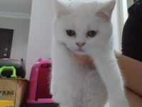 Orjinal safkan british shorthair yavrular