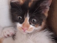 2 AYLIK GÜZEL KIZ KEDİMİZ YUVA ARIYOR