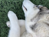 6 aylık Husky sibirya kurdu