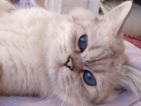Oğluma yeni yuva arıyorum british longhair