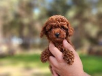 KORE DİŞİ TOY POODLE YAVRUMUZ