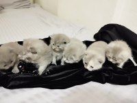 Scottish fold yavruları 25 günlük