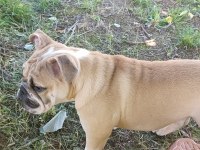 6 aylık dişi ingiliz bulldog