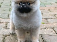 Dişi 3 aylık teacup boy teddy bear garantili pomeranian