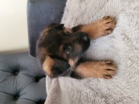 K9 SAFKAN ALMAN KURDU 2 KARDEŞ
