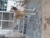 Türk çoban köpeği 2 yaşında Kangal köpeği