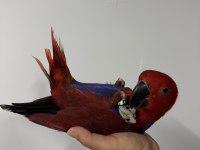 ECLECTUS PAPAĞANI YAVRU