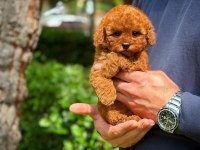 Toy Poodle Yavrular Aynı Gün Gönderim Kapıda Ödeme
