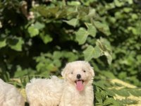 Kar Beyaz Irk Garantili Maltese Terrier Yavrular