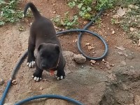 Üst düzey orijinal haymana karası çift köpeğimiz