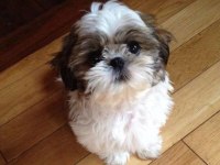 Dişi erkek shih tzu yavrularımız