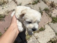 0 numara Maltese terrier kızımız