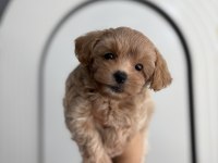 Maltipoo Bebişler