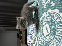 British longhair 2 aylık erkek