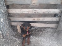 Rottweiler doberman kırması eğitimli
