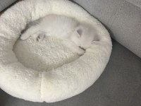 1,5 Aylık Oyuncu Dişi British Longhair Silver Point Yavru