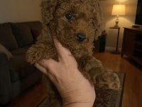 Evde Bakılan Sağlık Ve Irk Garantili Poodle Bebek