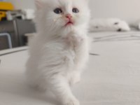 Safkan british shorthair yavruları