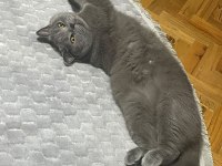 SAHİPLENDİRİLİCEK 4 YAŞINDA KISIR ERKEK KEDİMİZ