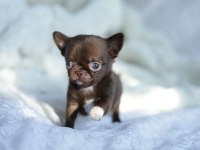 Birbirinden Güzel Safkan Chihuahua Yavrularımız