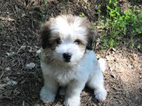 3 aylık terrier yavru