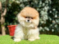Orjinal Irk Muhteşem Güzellikte Pomeranian Boo Yavrular