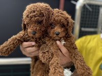 Ankaranın en seçkin toy poodle yavruları