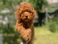 Tatlı Poodle Yavru Köpeklerimiz
