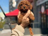 Poodle yavrular