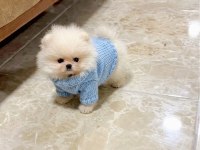 Oyuncak gibi mini boy erkek ve dişi pomeranian yavrular