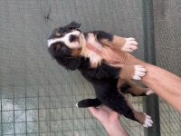 Bernese cinsi yavrularımız