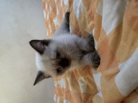 2 AYLIK BLUEPOİNT YAVRU KEDİCİK DİŞİ