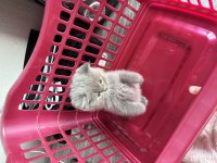 British shorthair 3 aylık